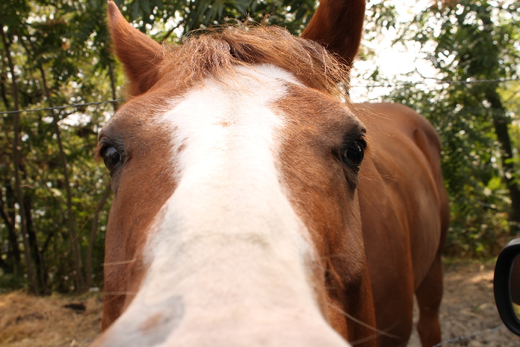 Cavallo