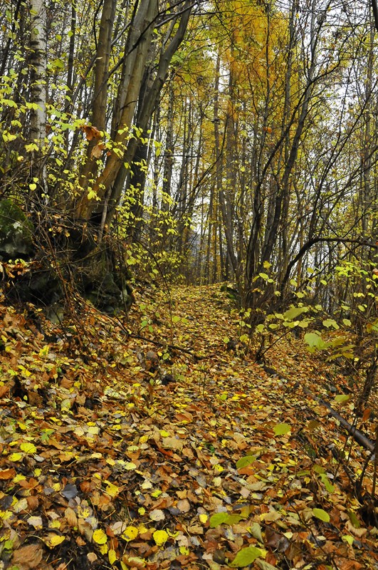 autunno (solito)