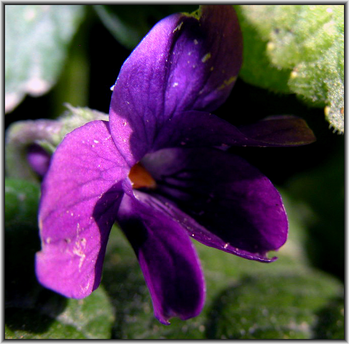 Viola