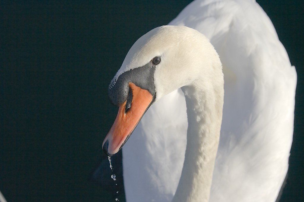 Cigno goloso