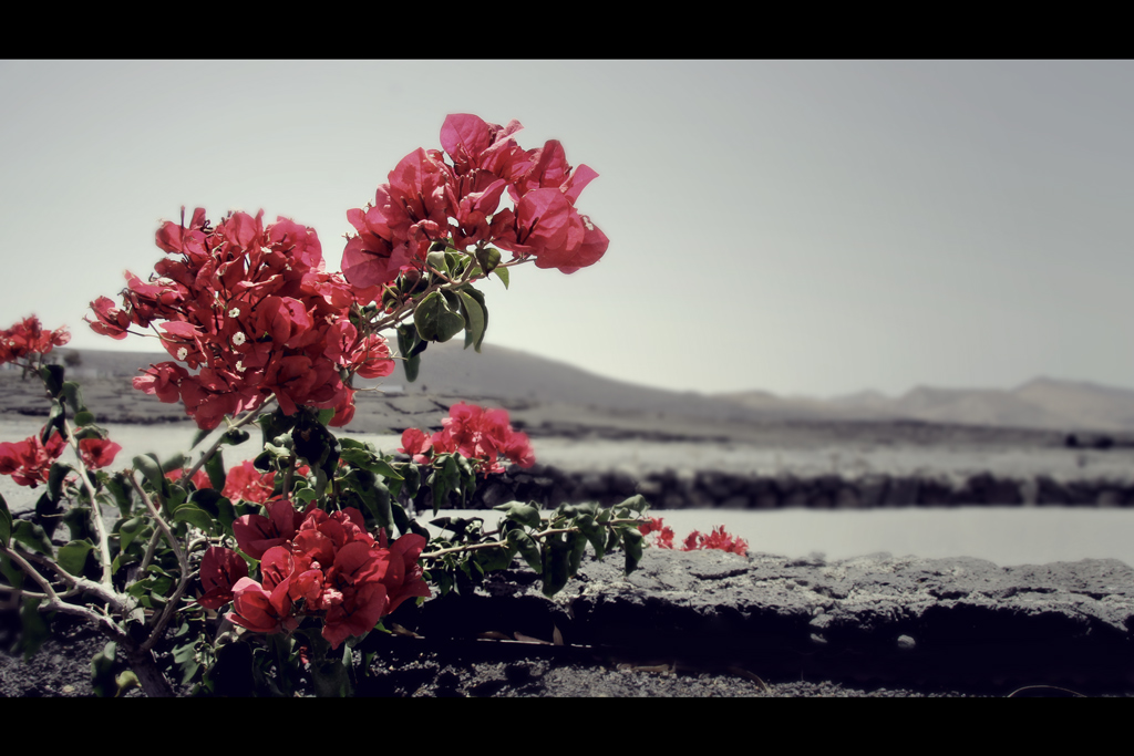Fiori..