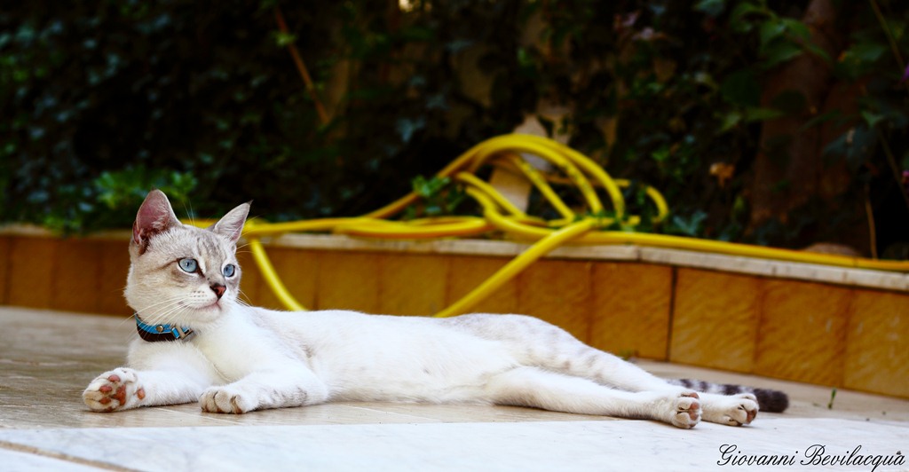 GATTO IN POSA