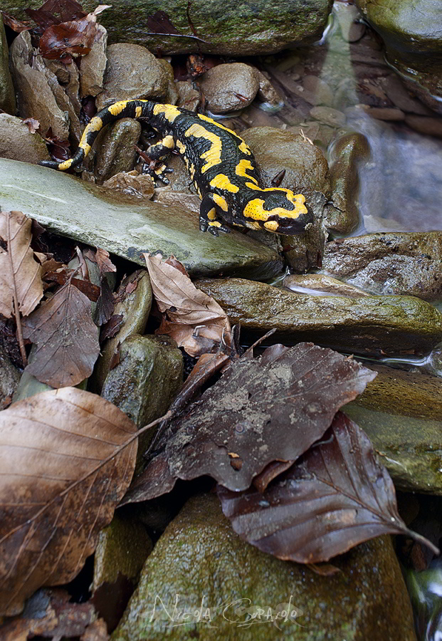 Salamandra