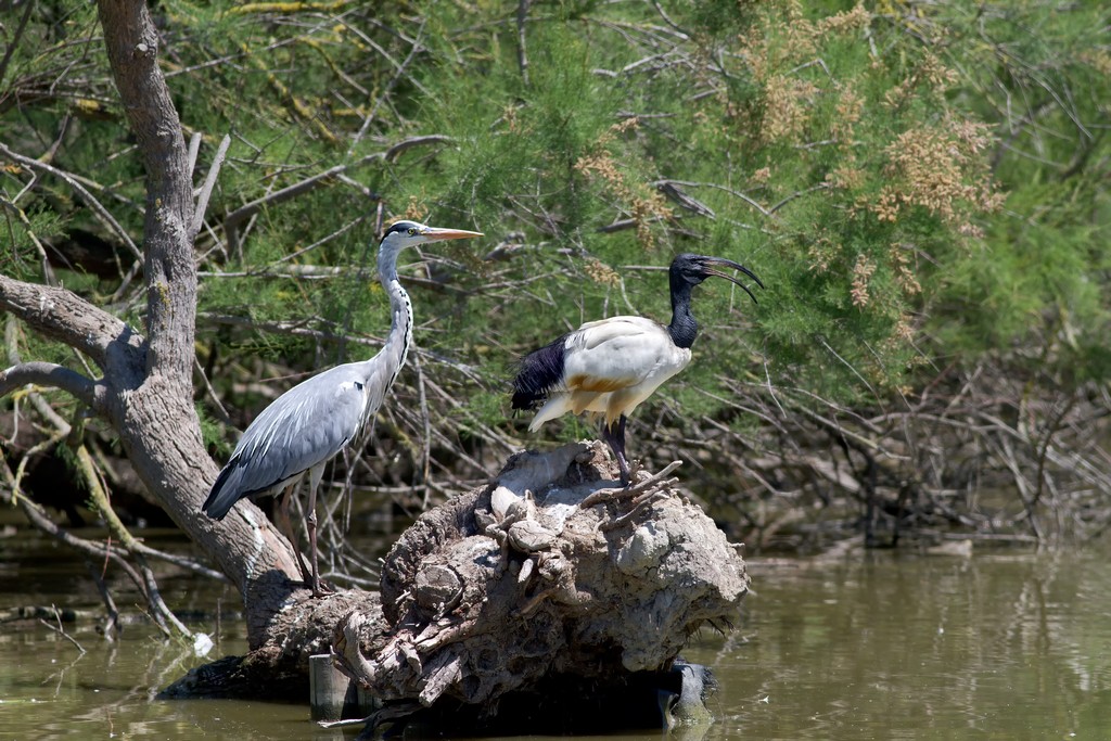 Cenerino e Ibis