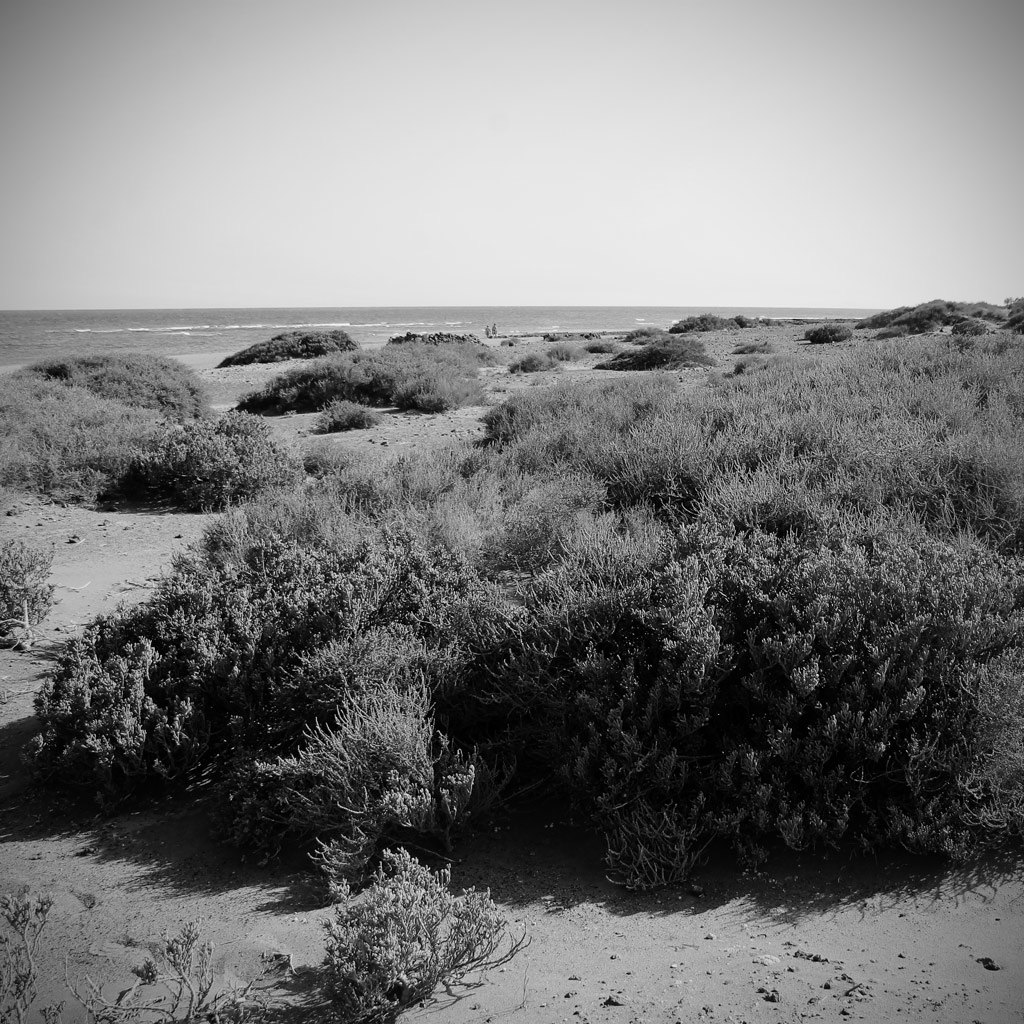 Licheni in spiaggia