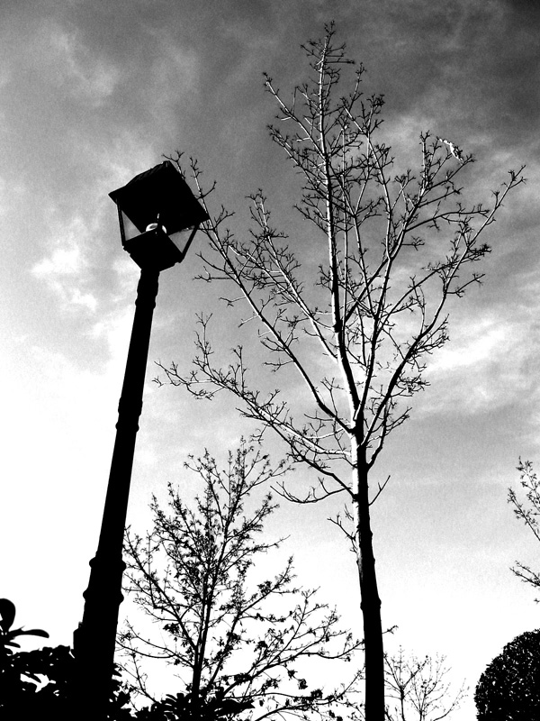 albero e lampione