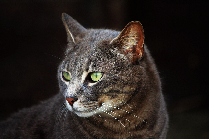 Gatto ritratto 2