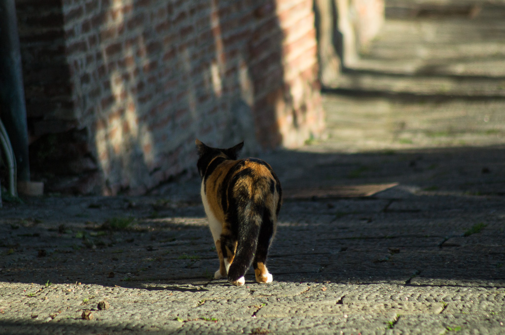 gatto