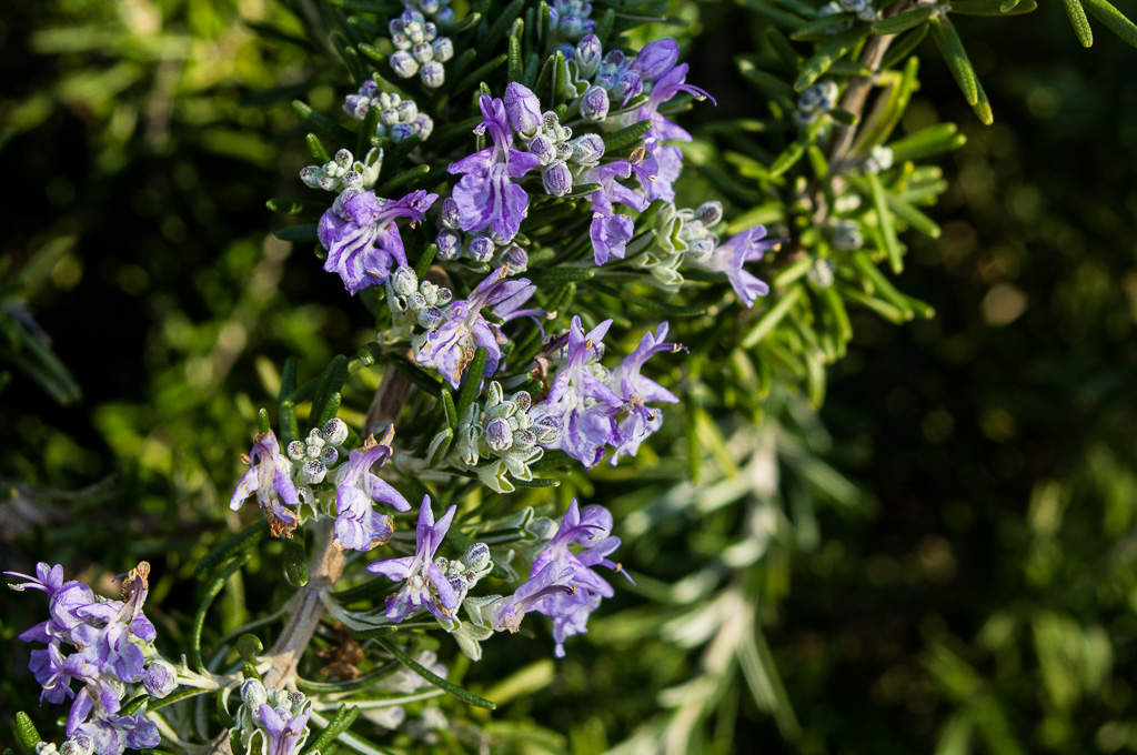 fiori viola