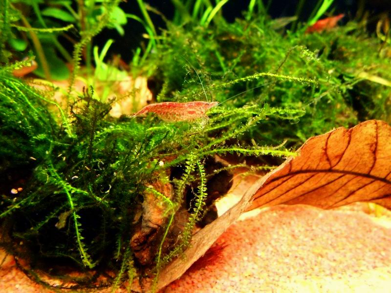 caridina