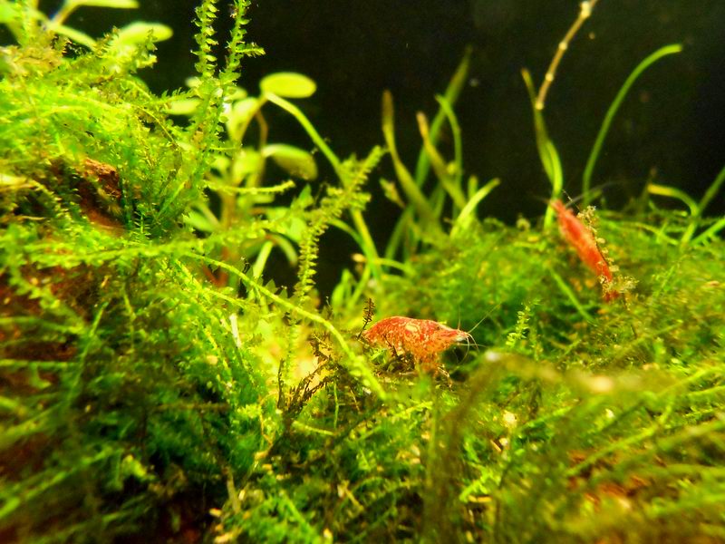 caridina 2