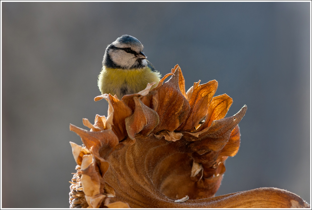 Ultimo girasole.