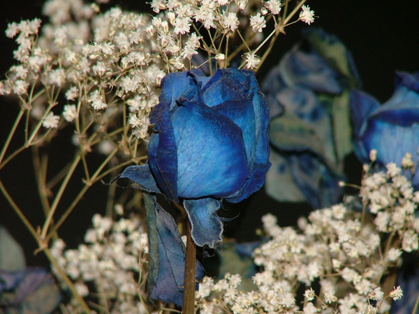 Fiore2