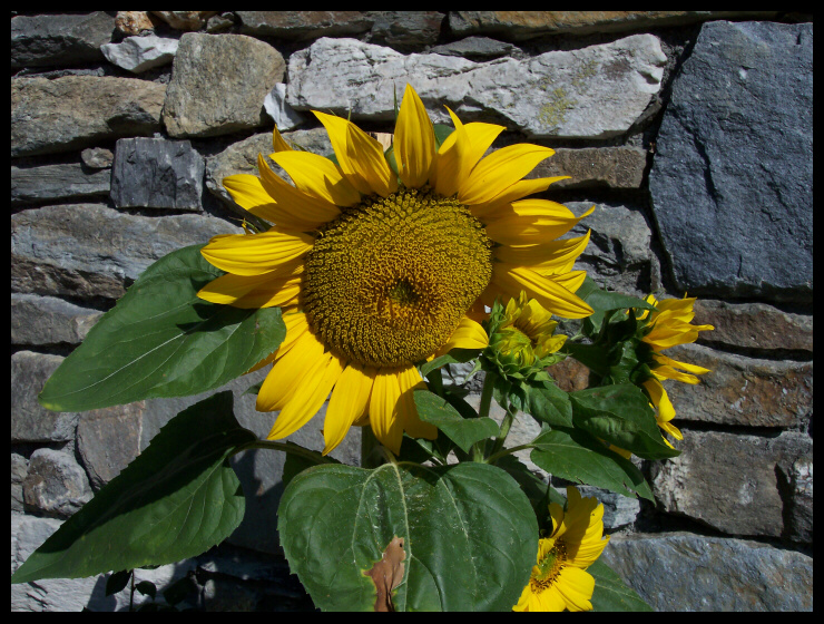 Girasole