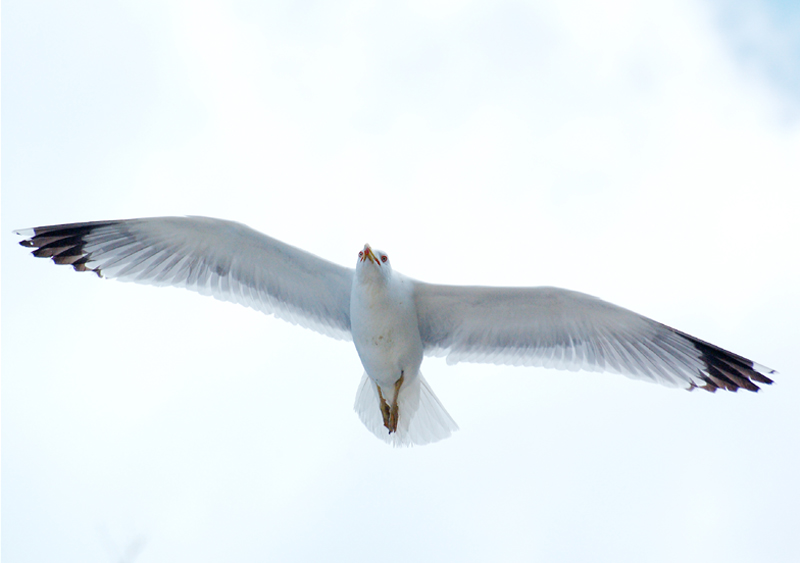 Gabbiano in volo 2