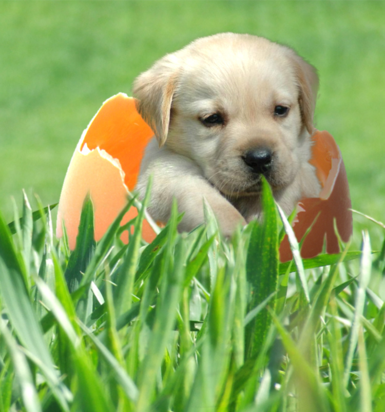 eggdog