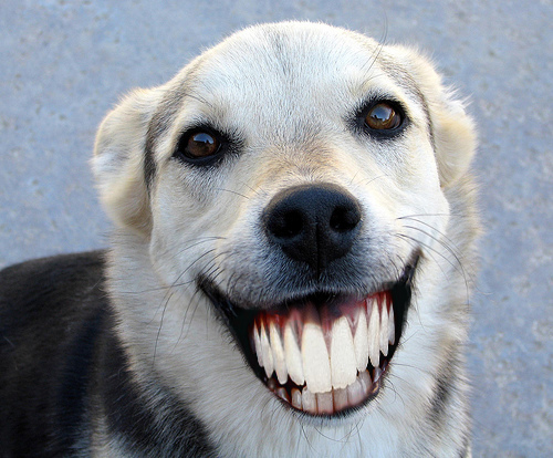 Cane sorridente