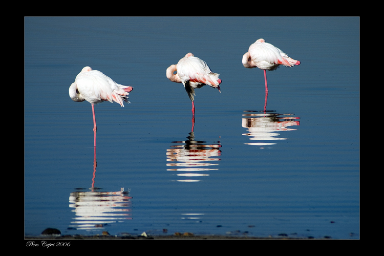 3 Fenicotteri modificata