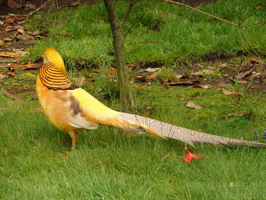 Giallo