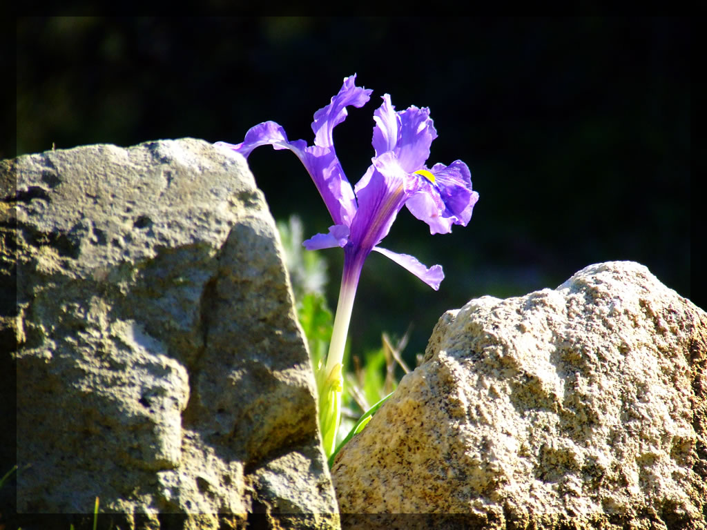 flower and stones