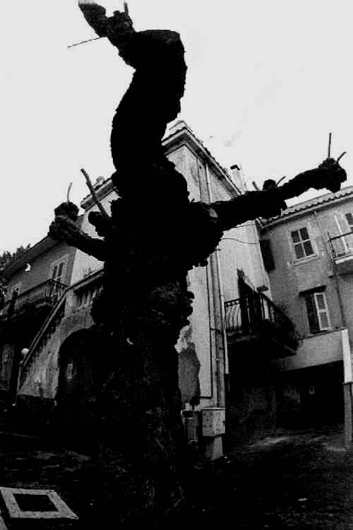 Lanuvio-Albero