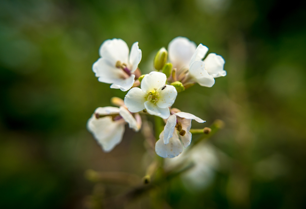 MACRO EXP