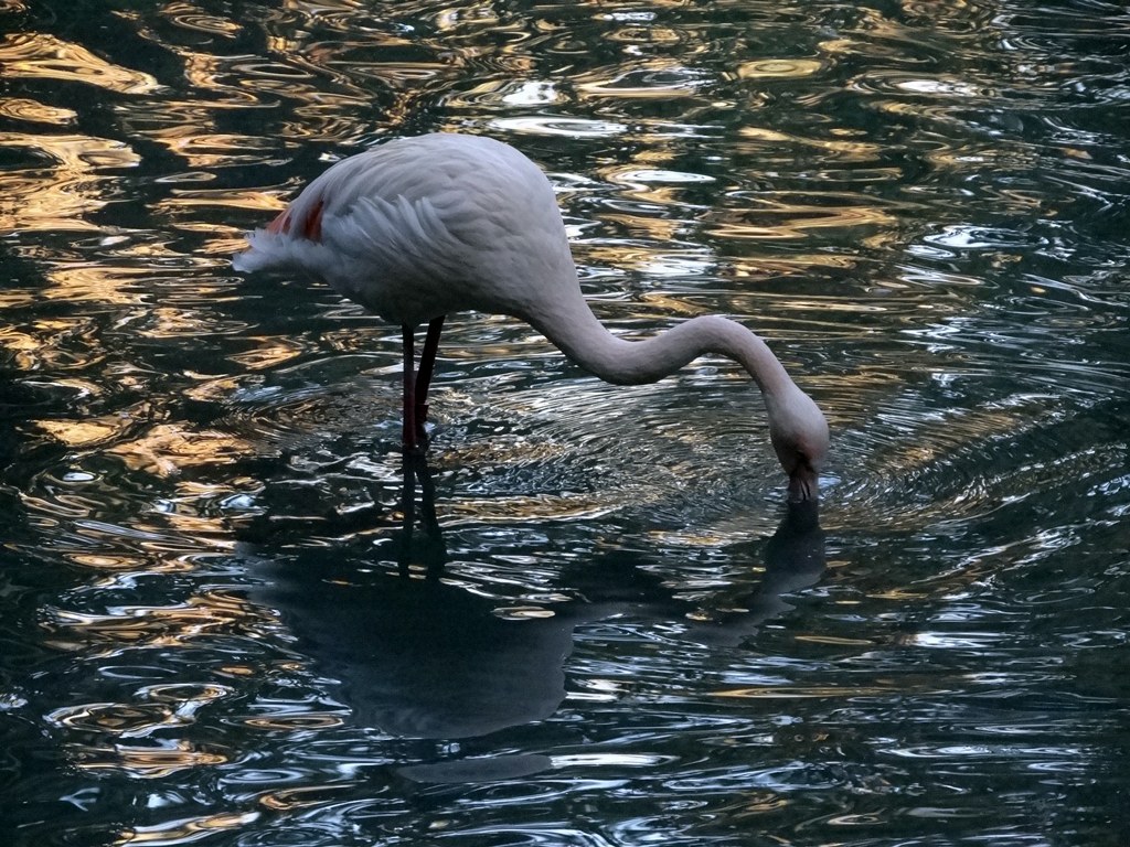 fenicottero