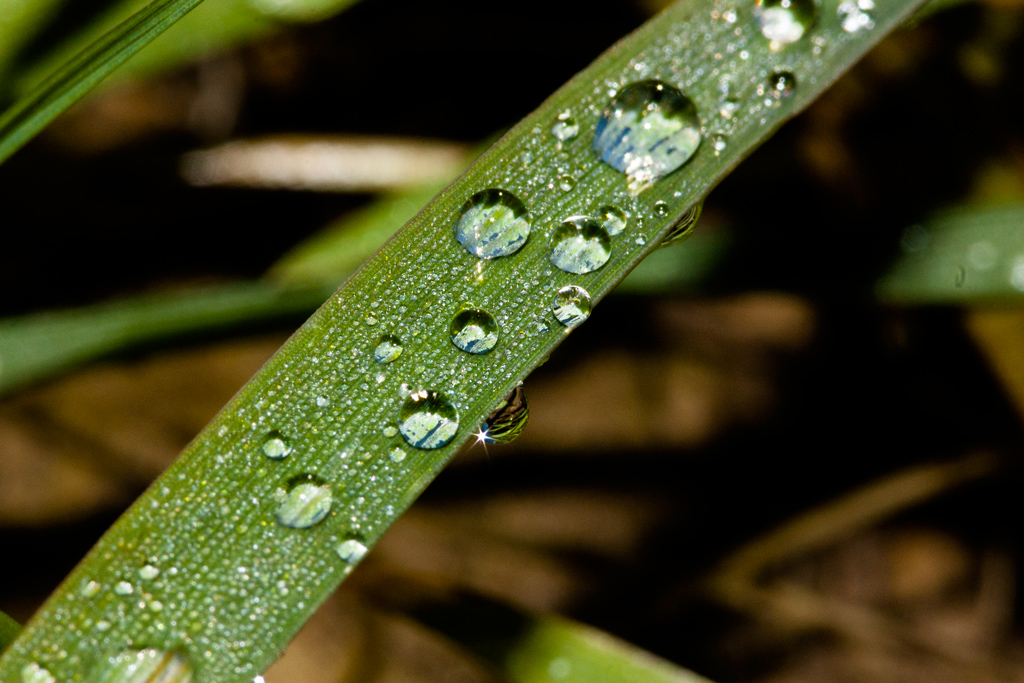 prima macro