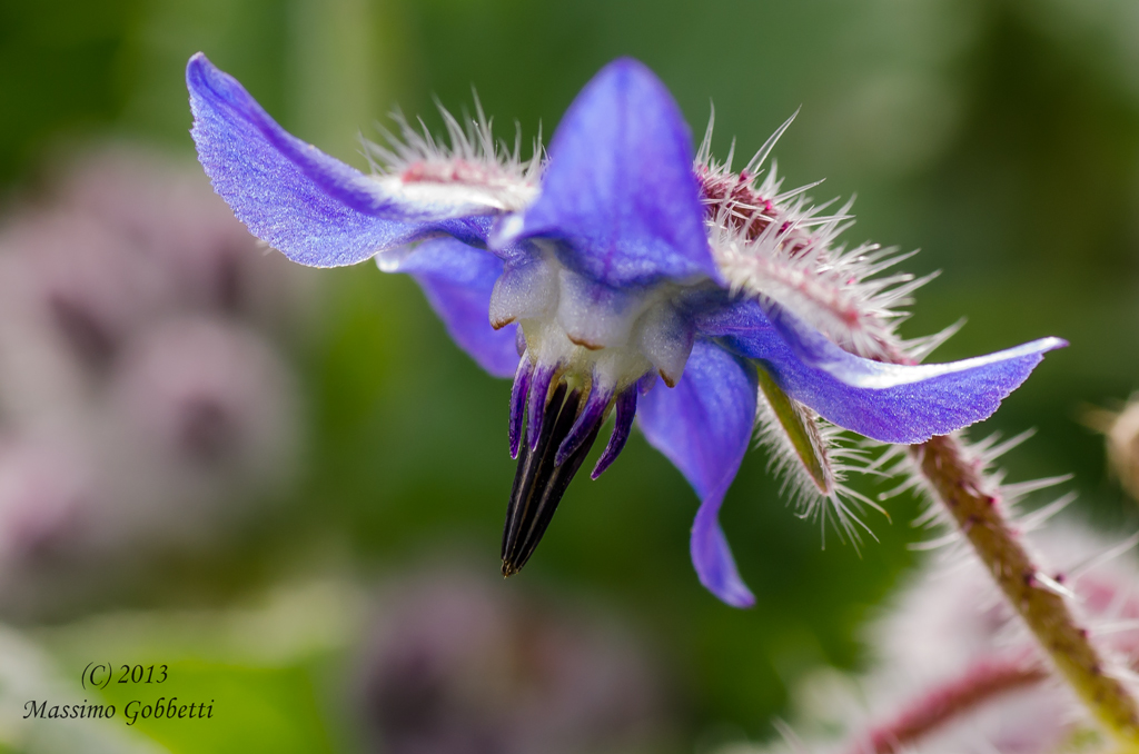 borragine in fiore
