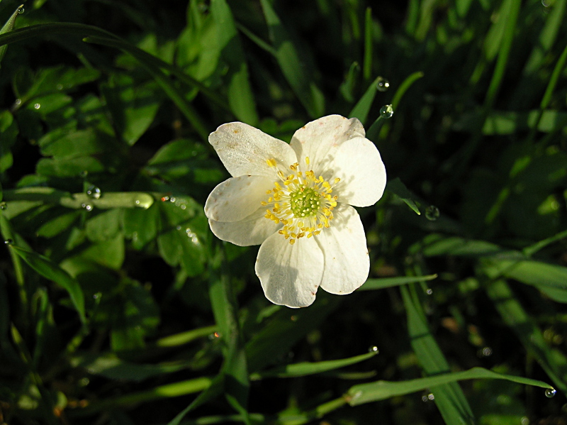 o O o Fiore o O  o