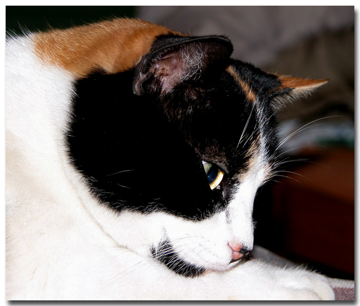 Pandina