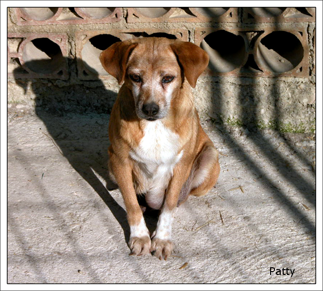 Patty