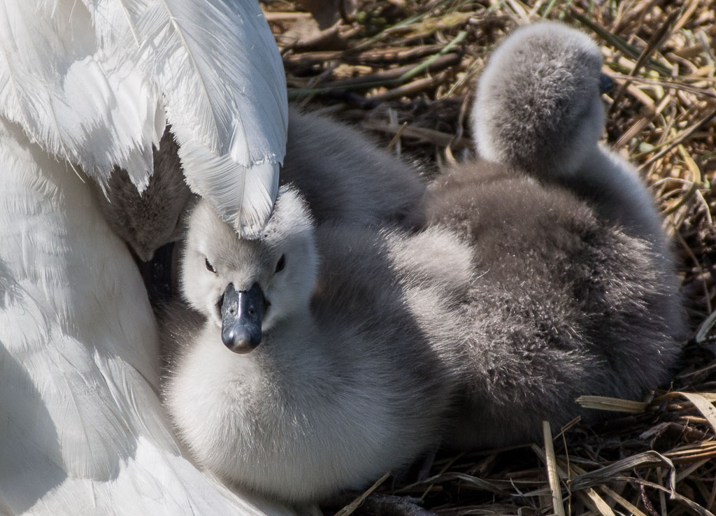 piccoli
