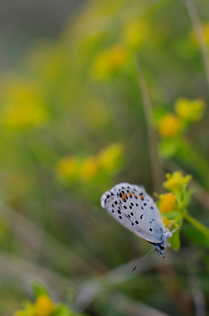 Aricia agestis