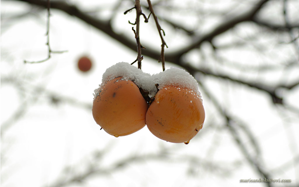 Frozen Khaki 02