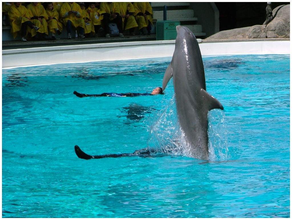 Delfino1