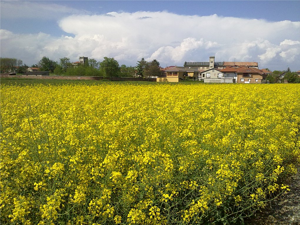 Campi di colza - 2