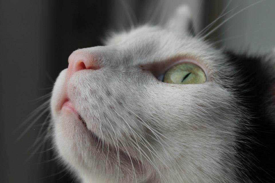 Sguardo