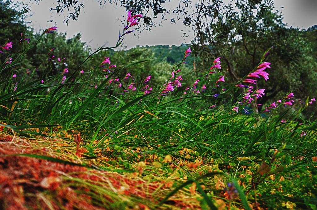 flowers