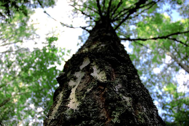 L`albero