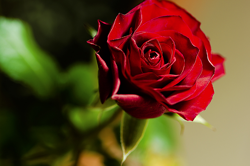 Rosa