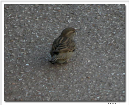 Passerotto