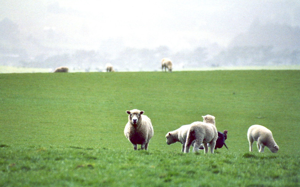 Sheep in New Zealand
