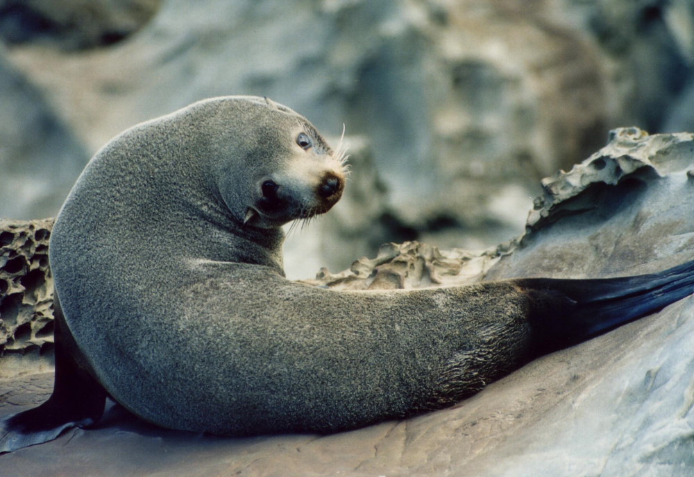 SeaLion in South Island, New Zealand