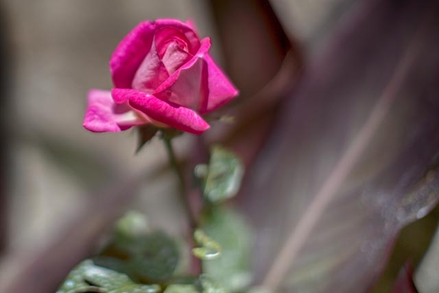 rosa nel giardino