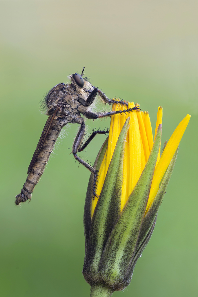 Mosca Predatrice