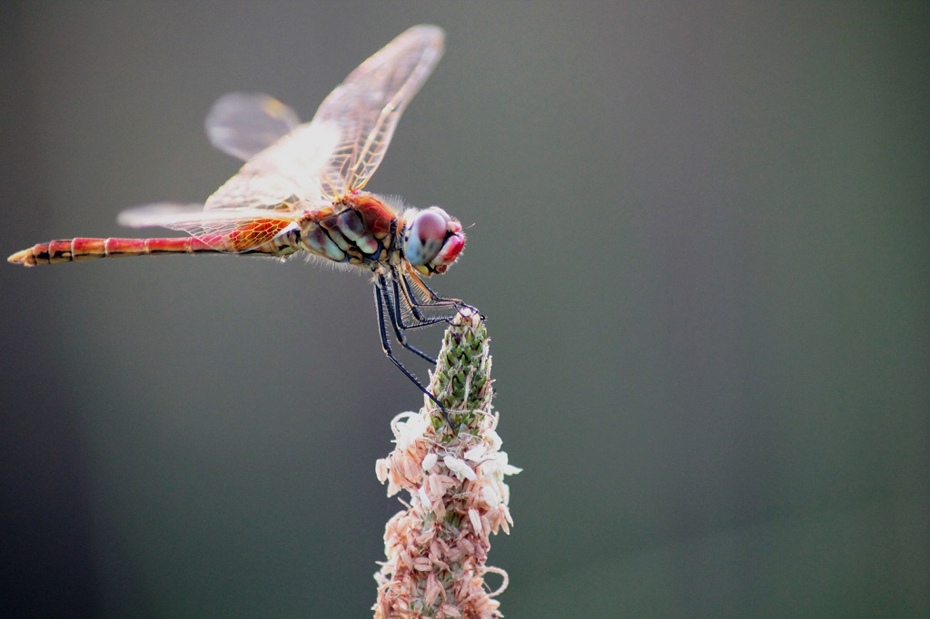 Libellula