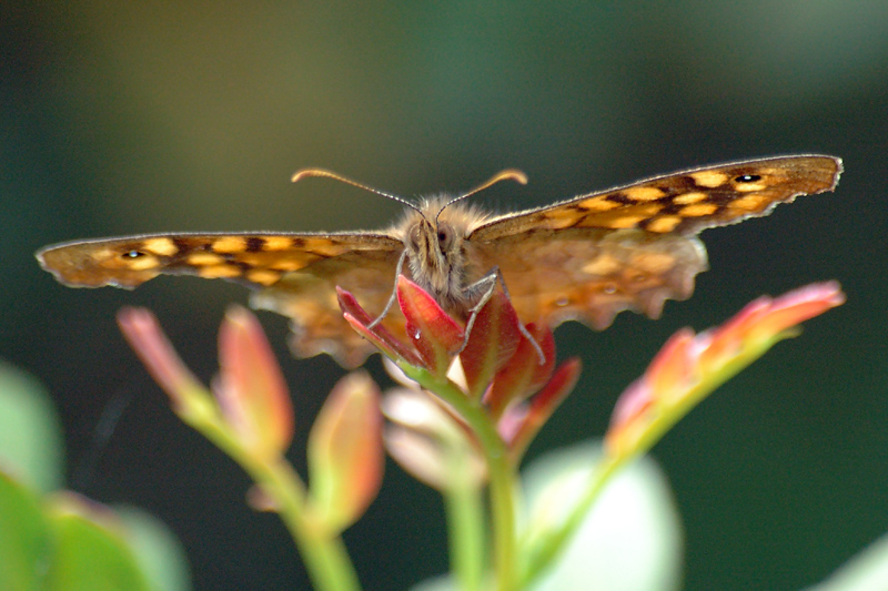 Farfalla