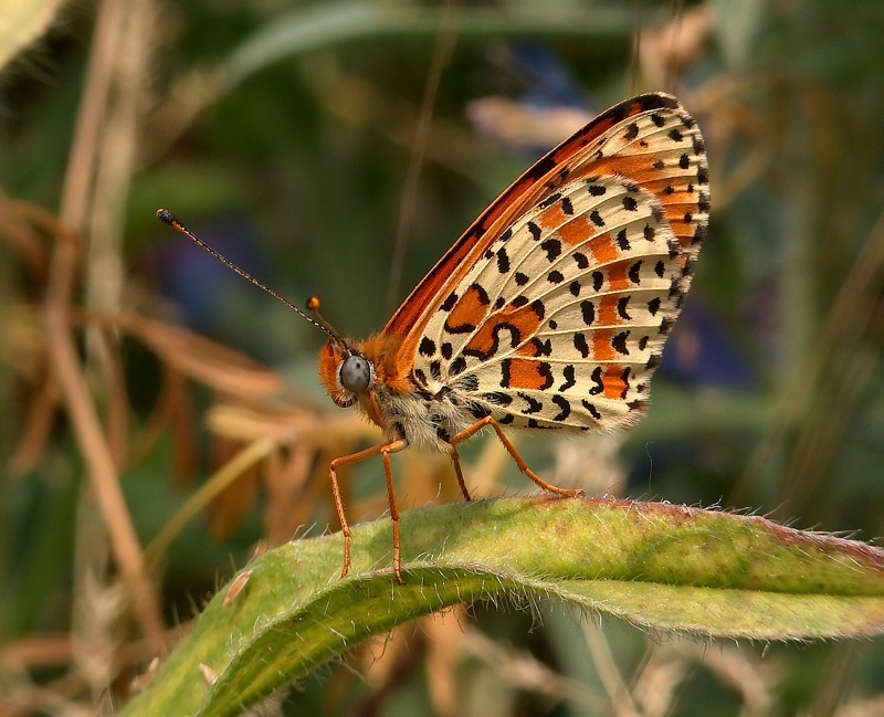 Melitaea didyma