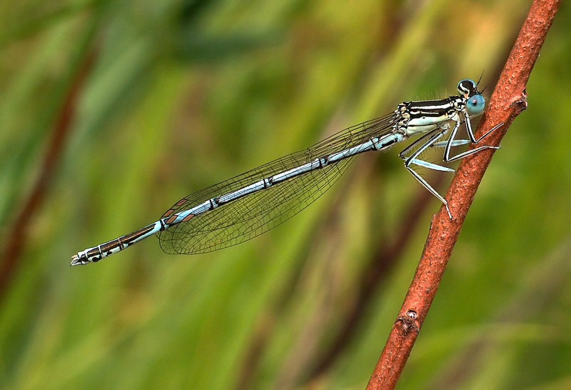 Libellula